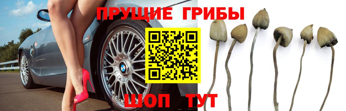 Галлюциногенные грибы Psilocybe  Вход с VPN  Реж  Псилоцибиновые грибы GOLDEN TEACHER 